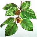 Fagus orientalis